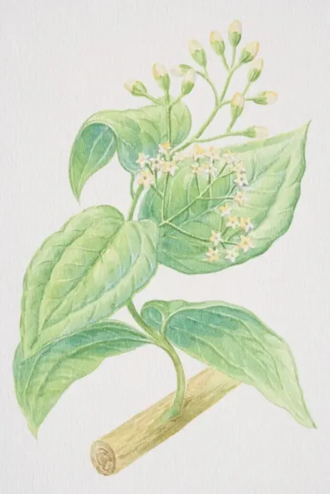 Framed Print : Cinnamomum verum, Cinnamon stalk with flowers and buds