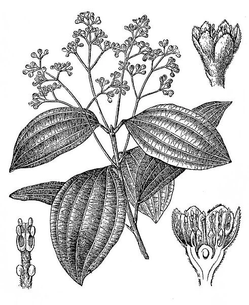 Cinnamon (Cinnamomum ceylanicum, Cinnamomum verum)