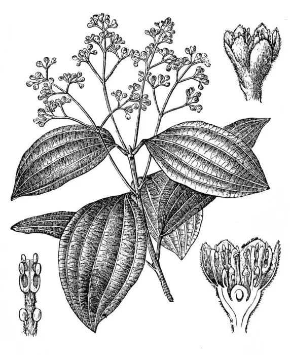 Framed Print : Cinnamon (Cinnamomum ceylanicum, Cinnamomum verum)