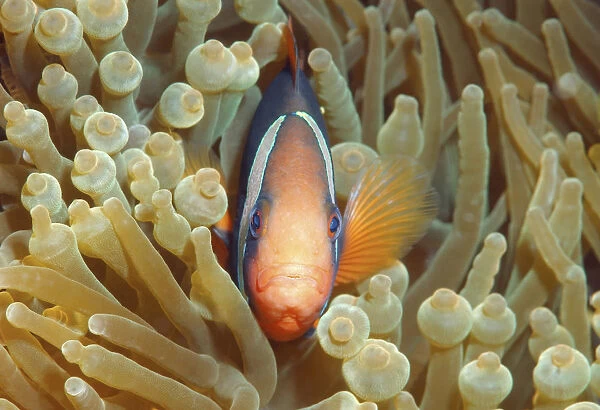 Cinnamon clownfish or Fire clownfish -Amphiprion melanopus-, Redang Island, Malaysia, Southeast Asia