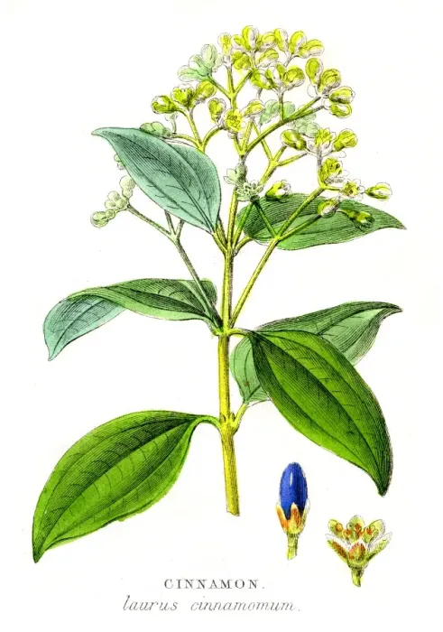 Framed Print : Cinnamon spice engraving 1855 Framed Print : Cinnamon spice engraving 1855