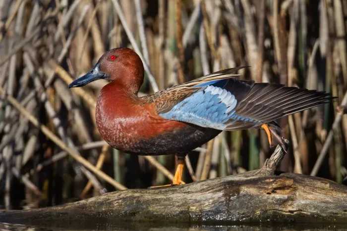 Framed Print : Cinnamon Teal