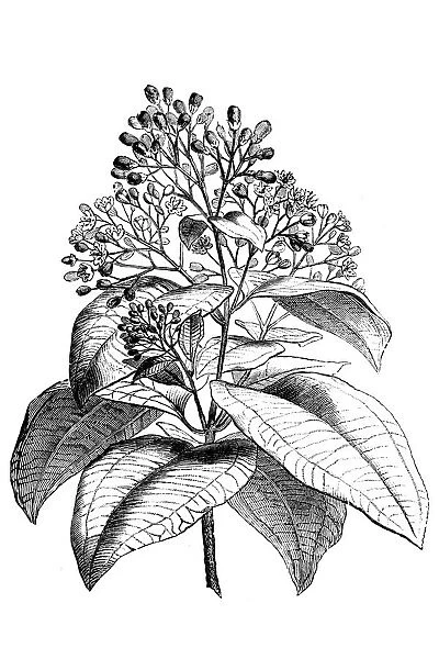 Cinnamon tree (Cinnamomum verum)