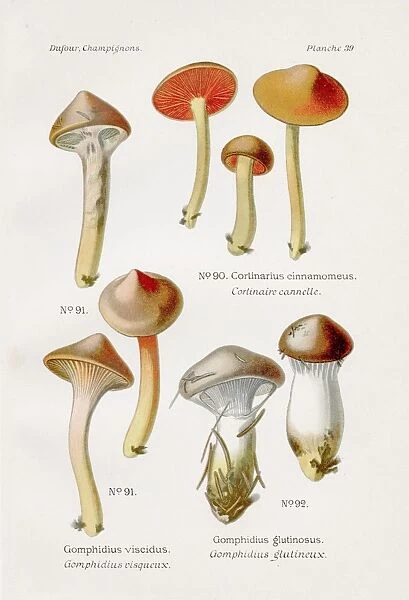 Cinnamon webcap mushroom 1891