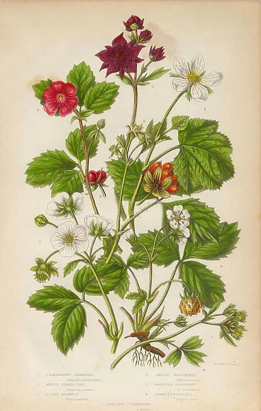 Cinque, Raspberry and Strawberry, Victorian Botanical Illustration