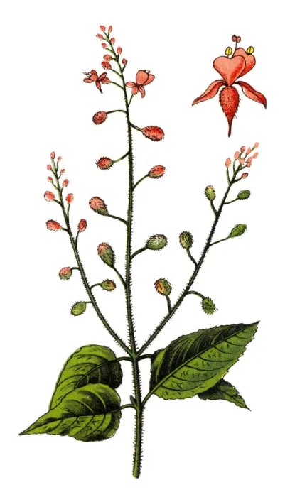 Framed Print : Circaea lutetiana, known as enchanter s-nightshad