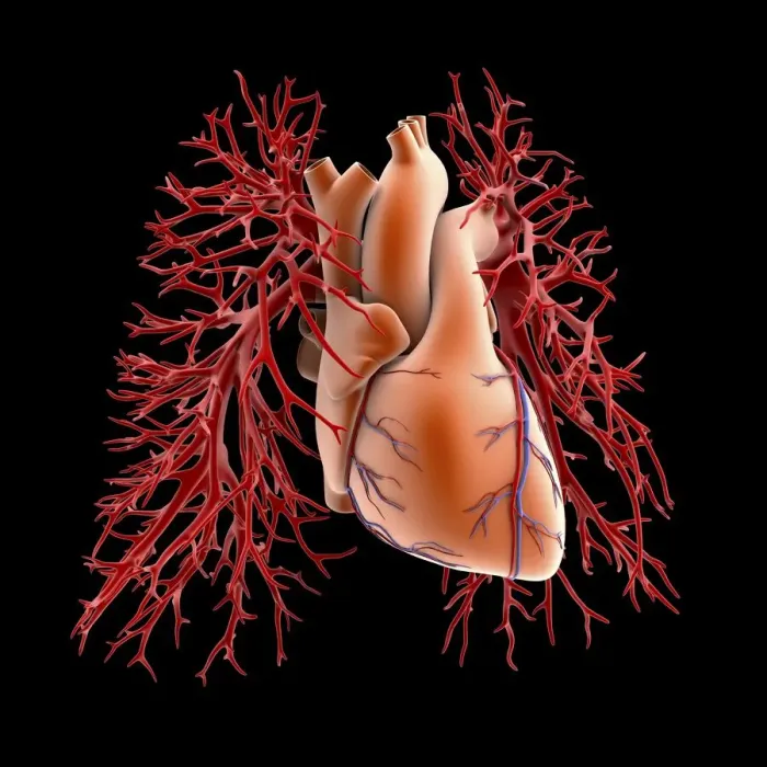 Framed Print : Circulatory system of heart and lungs