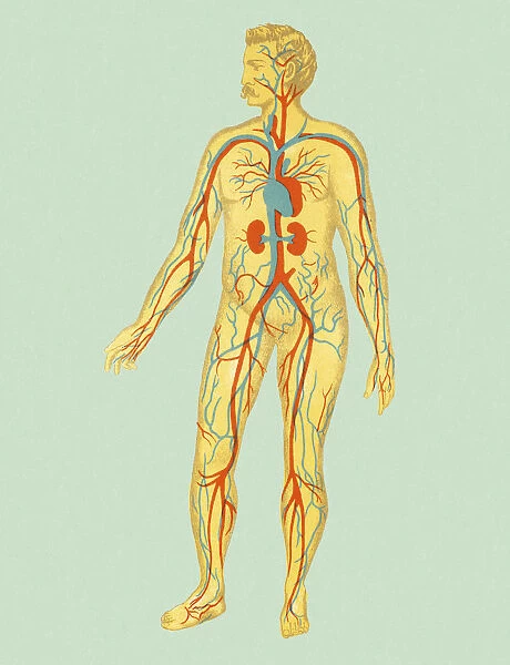 Circulatory System of Man