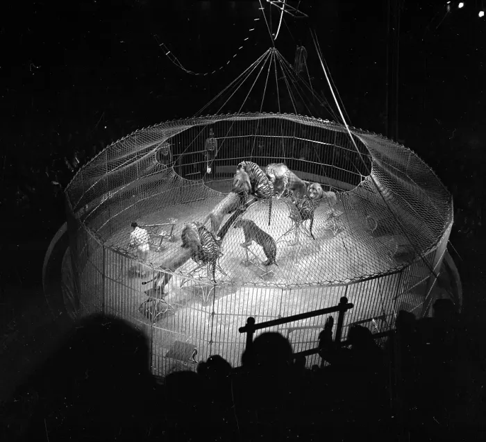 Framed Print : Circus Show Framed Print : Circus Show