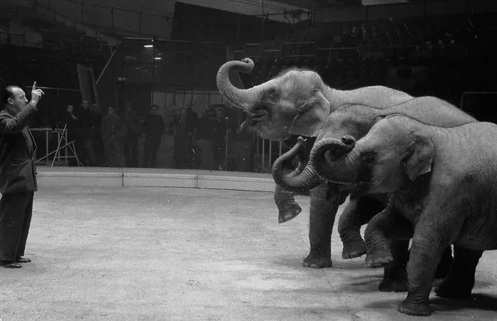 Framed Print : Circus Animals Framed Print : Circus Animals