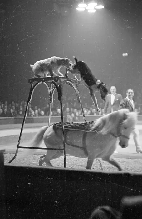 Framed Print : Circus Animals Framed Print : Circus Animals