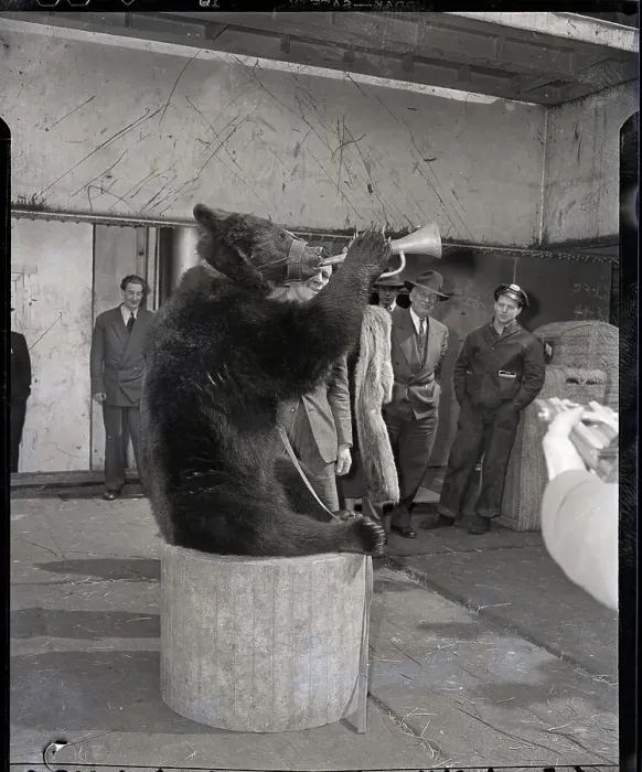 Framed Print : Circus Bear Blows Horn Framed Print : Circus Bear Blows Horn