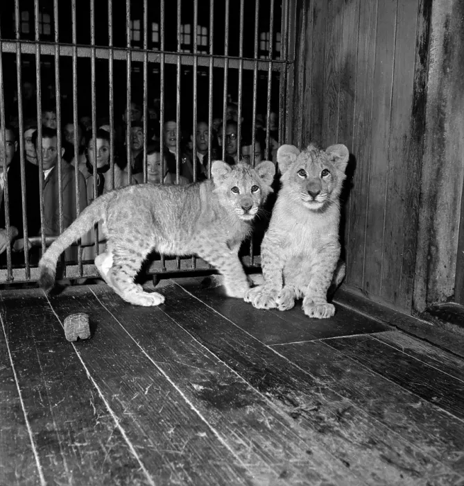 Framed Print : Circus Cubs Framed Print : Circus Cubs