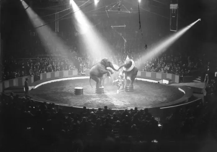Framed Print : Circus Elephants Framed Print : Circus Elephants