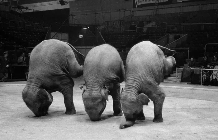 Framed Print : Circus Elephants Framed Print : Circus Elephants