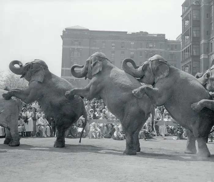 Framed Print : Circus Elephants Performing for Sick Children Framed Print : Circus Elephants Performing for Sick Children