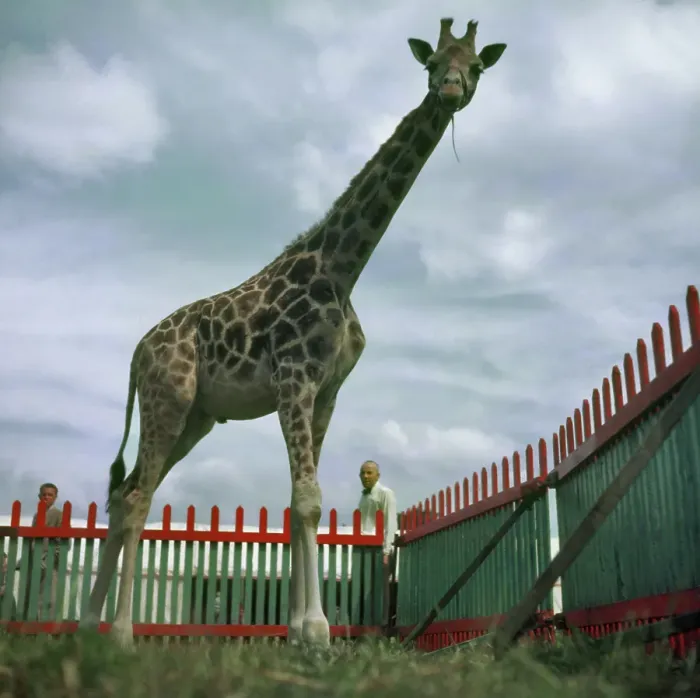 Framed Print : Circus Giraffe