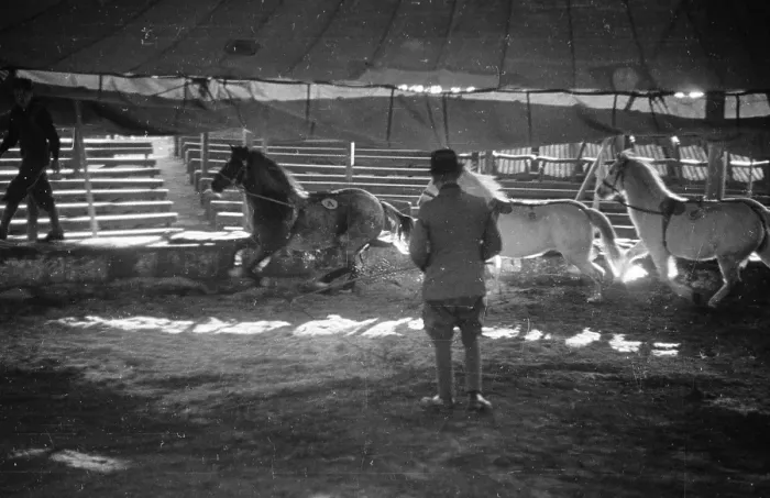 Framed Print : Circus Horses Framed Print : Circus Horses
