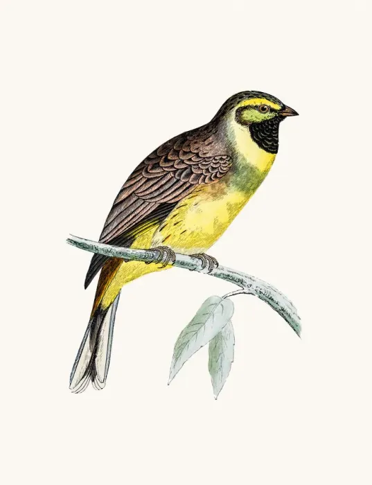 Framed Print : Cirl Bunting bird Framed Print : Cirl Bunting bird
