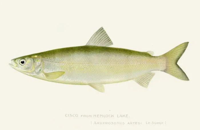 Framed Print : Cisco salmon fish illustration 1897 Framed Print : Cisco salmon fish illustration 1897