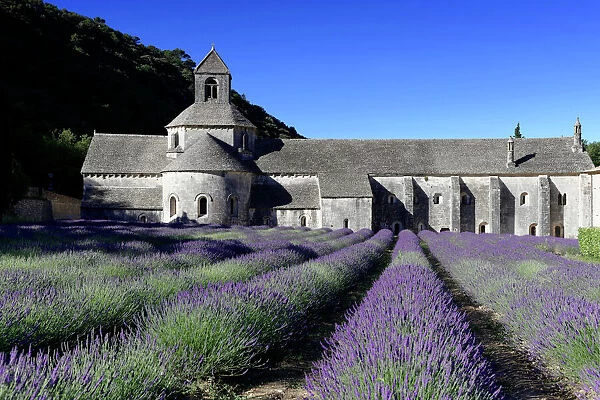 Cistercian abbey Abbaye Notre-Dame de Senanque, with lavender field, Vaucluse, Provence, Provence-Alpes-Cote dAzur, France