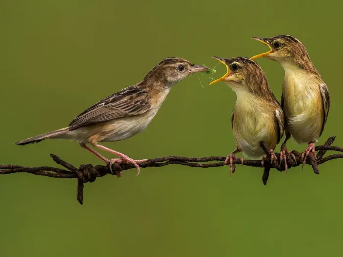 Framed Print : Cisticola Juncidis Framed Print : Cisticola Juncidis