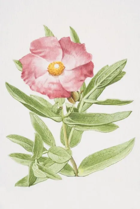 Framed Print : Cistus incanus, Rock Rose or Sun Rose, elevated view Framed Print : Cistus incanus, Rock Rose or Sun Rose, elevated view