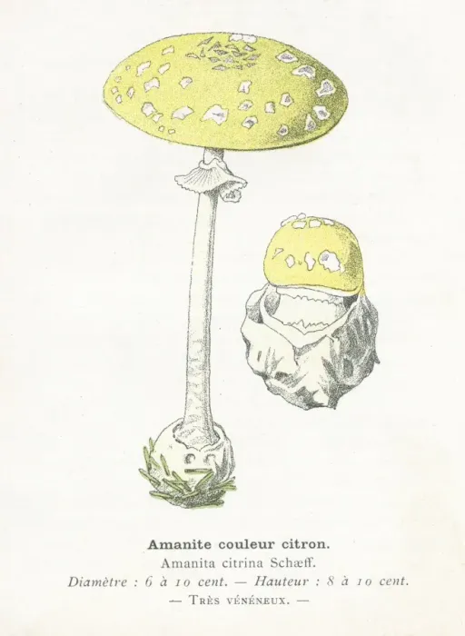 Framed Print : Citrus Amanita Mushroom engraving 1895