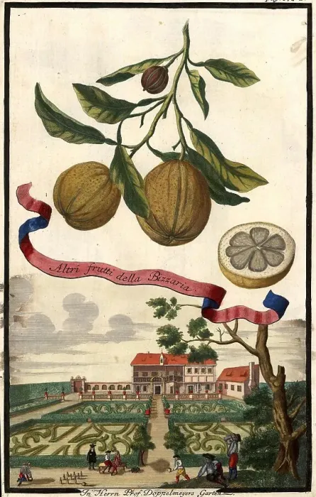 Framed Print : Citrus Fruit, Altri frutti della Bizzaria and Garden of Professor Doppelmeyer, Nuremberg Hesperides, Nuremberg Hesperides, Hesperides Gardens, Nuremberg, Bavaria, Germany, digitally restored reproduction of an 18th century original Framed Print : Citrus Fruit, Altri frutti della Bizzaria and Garden of Professor Doppelmeyer, Nuremberg Hesperides, Nuremberg Hesperides, Hesperides Gardens, Nuremberg, Bavaria, Germany, digitally restored reproduction of an 18th century original