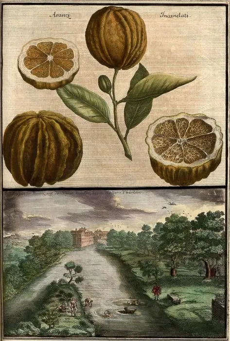 Framed Print : Citrus fruit, aranzi incanelati and view of the Pegnitz near Hallertor, Nuremberg Hesperides, Nuremberg Hesperides, Hesperides Gardens, Nuremberg, Bavaria, Germany, digitally restored reproduction of an 18th century original Framed Print : Citrus fruit, aranzi incanelati and view of the Pegnitz near Hallertor, Nuremberg Hesperides, Nuremberg Hesperides, Hesperides Gardens, Nuremberg, Bavaria, Germany, digitally restored reproduction of an 18th century original