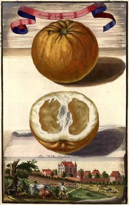 Framed Print : Citrus fruit, Aranzo agostarolo and the Haller Castle, Nuremberg Hesperides, Nuremberg Hesperides, Hesperides Gardens, Nuremberg, Bavaria, Germany, digitally restored reproduction of an 18th century original, exact original date not known Framed Print : Citrus fruit, Aranzo agostarolo and the Haller Castle, Nuremberg Hesperides, Nuremberg Hesperides, Hesperides Gardens, Nuremberg, Bavaria, Germany, digitally restored reproduction of an 18th century original, exact original date not known