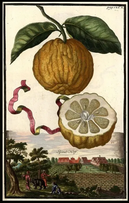 Framed Print : Citrus fruit, Aranzo Cedrato and Spitalhof, Nuremberg Hesperides, Nuremberg Hesperides, Hesperides Gardens, Nuremberg, Bavaria, Germany, digitally restored reproduction of an 18th century original, exact original date unknown Framed Print : Citrus fruit, Aranzo Cedrato and Spitalhof, Nuremberg Hesperides, Nuremberg Hesperides, Hesperides Gardens, Nuremberg, Bavaria, Germany, digitally restored reproduction of an 18th century original, exact original date unknown