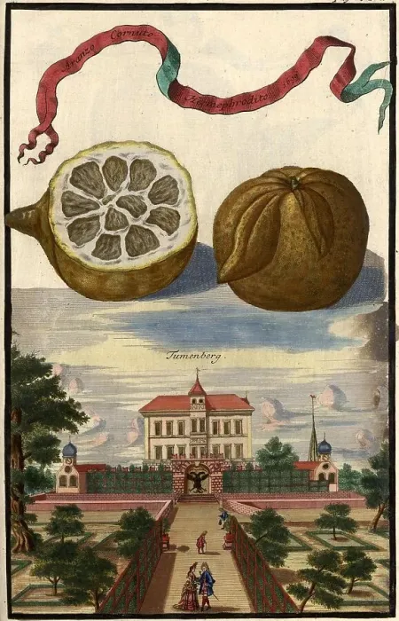 Framed Print : Citrus fruit, Aranzo cornato hermephrodito and Tumenberg, Nuremberg Hesperides, Nuremberg Hesperides, Hesperides Gardens, Nuremberg, Bavaria, Germany, digitally restored reproduction of an 18th century original, exact original date not known Framed Print : Citrus fruit, Aranzo cornato hermephrodito and Tumenberg, Nuremberg Hesperides, Nuremberg Hesperides, Hesperides Gardens, Nuremberg, Bavaria, Germany, digitally restored reproduction of an 18th century original, exact original date not known