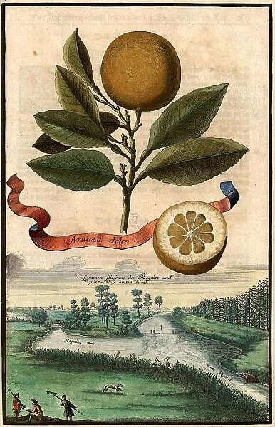 Citrus fruit, Aranzo dolce and confluence of the Regnitz and Pegnitz rivers near Fuerth, Nuremberg Hesperides, Nuremberg Hesperides, Hesperides Gardens, Nuremberg, Bavaria, Germany, digitally restored reproduction of an 18th century original, exact