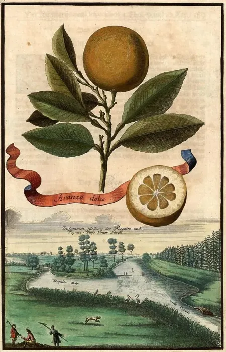 Framed Print : Citrus fruit, Aranzo dolce and confluence of the Regnitz and Pegnitz rivers near Fuerth, Nuremberg Hesperides, Nuremberg Hesperides, Hesperides Gardens, Nuremberg, Bavaria, Germany, digitally restored reproduction of an 18th century original, exact Framed Print : Citrus fruit, Aranzo dolce and confluence of the Regnitz and Pegnitz rivers near Fuerth, Nuremberg Hesperides, Nuremberg Hesperides, Hesperides Gardens, Nuremberg, Bavaria, Germany, digitally restored reproduction of an 18th century original, exact