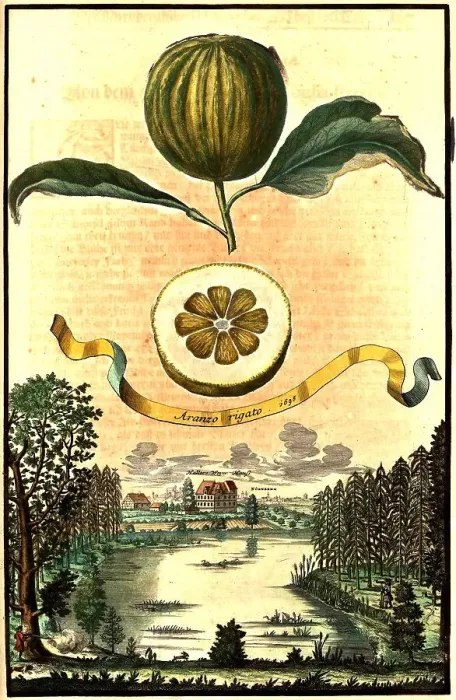 Framed Print : Citrus fruit, Aranzo rigato and Haller's Weyer House, Nuremberg Hesperides, Nuremberg Hesperides, Hesperides Gardens, Nuremberg, Bavaria, Germany, digitally restored reproduction of an 18th century original, exact original date not known Framed Print : Citrus fruit, Aranzo rigato and Haller's Weyer House, Nuremberg Hesperides, Nuremberg Hesperides, Hesperides Gardens, Nuremberg, Bavaria, Germany, digitally restored reproduction of an 18th century original, exact original date not known