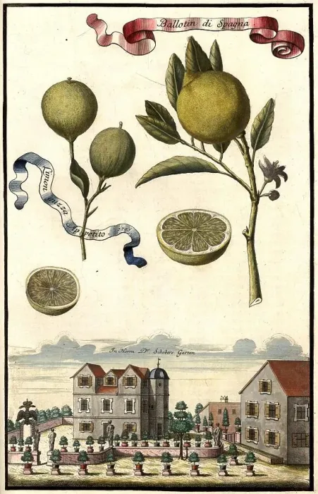 Framed Print : Citrus fruit, Ballotin di Spagna, Limon guzza appetito and Garden of Doctor Schoberm Nuremberg Hesperides, Nuremberg Hesperides, Hesperides Gardens, Nuremberg, Bavaria, Germany, digitally restored reproduction of an 18th century original Framed Print : Citrus fruit, Ballotin di Spagna, Limon guzza appetito and Garden of Doctor Schoberm Nuremberg Hesperides, Nuremberg Hesperides, Hesperides Gardens, Nuremberg, Bavaria, Germany, digitally restored reproduction of an 18th century original