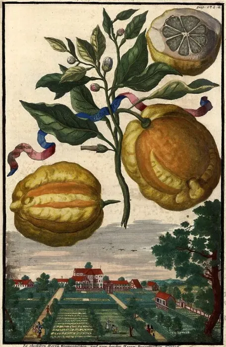Framed Print : Citrus Fruit, Bizaria and Garden of Mr Buiretti, Nuremberg Hesperides, Nuremberg Hesperides, Hesperides Gardens, Nuremberg, Bavaria, Germany, digitally restored reproduction of an 18th century original, exact original date not known Framed Print : Citrus Fruit, Bizaria and Garden of Mr Buiretti, Nuremberg Hesperides, Nuremberg Hesperides, Hesperides Gardens, Nuremberg, Bavaria, Germany, digitally restored reproduction of an 18th century original, exact original date not known