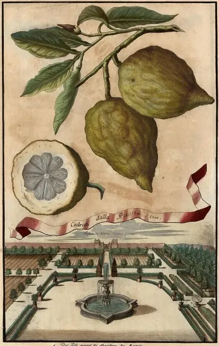 Framed Print : Citrus fruit, Cedrati dalla pizaria and garden of Mr. Seutter, Nuremberg Hesperides, Nuremberg Hesperides, Hesperides Gardens, Nuremberg, Bavaria, Germany, digitally restored reproduction of an 18th century original, exact original date not known Framed Print : Citrus fruit, Cedrati dalla pizaria and garden of Mr. Seutter, Nuremberg Hesperides, Nuremberg Hesperides, Hesperides Gardens, Nuremberg, Bavaria, Germany, digitally restored reproduction of an 18th century original, exact original date not known