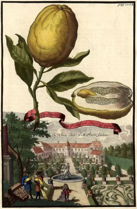 Framed Print : Citrus fruit, Cedrato col Pigolo e Sugo doppio, In the garden of Doctor Fezer, Nuremberg Hesperides, Nuremberg Hesperides, Hesperides Gardens, Nuremberg, Bavaria, Germany, digitally restored reproduction of an 18th century original Framed Print : Citrus fruit, Cedrato col Pigolo e Sugo doppio, In the garden of Doctor Fezer, Nuremberg Hesperides, Nuremberg Hesperides, Hesperides Gardens, Nuremberg, Bavaria, Germany, digitally restored reproduction of an 18th century original