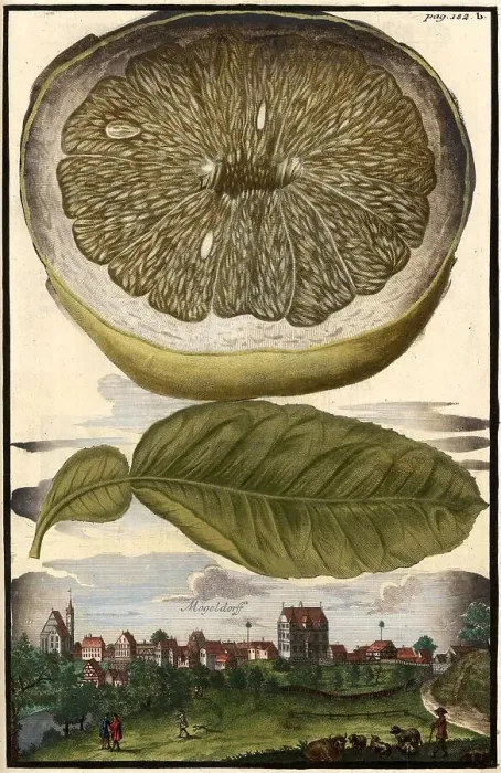 Framed Print : Citrus fruit, lemon and Moegeldorf, Nuremberg Hesperides, Nuremberg Hesperides, Hesperides Gardens, Nuremberg, Bavaria, Germany, digitally restored reproduction of an 18th century original, exact original date unknown Framed Print : Citrus fruit, lemon and Moegeldorf, Nuremberg Hesperides, Nuremberg Hesperides, Hesperides Gardens, Nuremberg, Bavaria, Germany, digitally restored reproduction of an 18th century original, exact original date unknown
