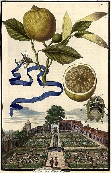 Citrus Fruit, Lima dolce and Garden of Doctor Silberrad, Nuremberg Hesperides, Nuremberg Hesperides, Hesperides Gardens, Nuremberg, Bavaria, Germany, digitally restored reproduction of an 18th century original, exact original date not known