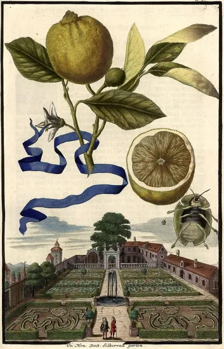 Framed Print : Citrus Fruit, Lima dolce and Garden of Doctor Silberrad, Nuremberg Hesperides, Nuremberg Hesperides, Hesperides Gardens, Nuremberg, Bavaria, Germany, digitally restored reproduction of an 18th century original, exact original date not known Framed Print : Citrus Fruit, Lima dolce and Garden of Doctor Silberrad, Nuremberg Hesperides, Nuremberg Hesperides, Hesperides Gardens, Nuremberg, Bavaria, Germany, digitally restored reproduction of an 18th century original, exact original date not known