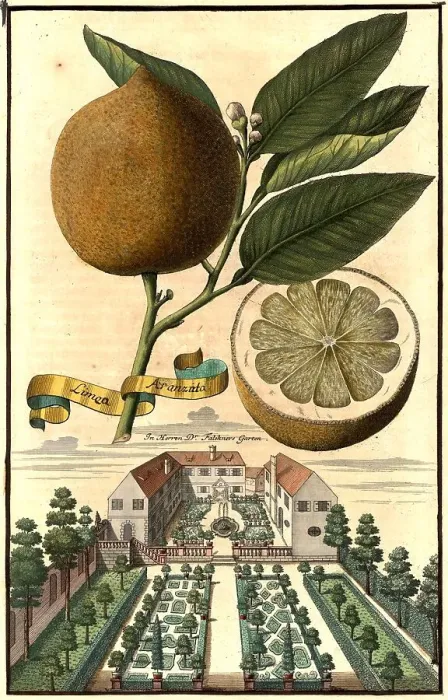 Framed Print : Citrus fruit, Limea aranzita and garden of Doctor Falckner, Nuremberg Hesperides, Nuremberg Hesperides, Hesperides Gardens, Nuremberg, Bavaria, Germany, digitally restored reproduction of an 18th century original, exact original date not known Framed Print : Citrus fruit, Limea aranzita and garden of Doctor Falckner, Nuremberg Hesperides, Nuremberg Hesperides, Hesperides Gardens, Nuremberg, Bavaria, Germany, digitally restored reproduction of an 18th century original, exact original date not known
