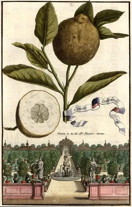 Framed Print : Citrus fruit, Limon cedrato and fountain in the garden of Doctor Schober, Nuremberg Hesperides, Nuremberg Hesperides, Hesperides Gardens, Nuremberg, Bavaria, Germany, digitally restored reproduction of an 18th century original Framed Print : Citrus fruit, Limon cedrato and fountain in the garden of Doctor Schober, Nuremberg Hesperides, Nuremberg Hesperides, Hesperides Gardens, Nuremberg, Bavaria, Germany, digitally restored reproduction of an 18th century original