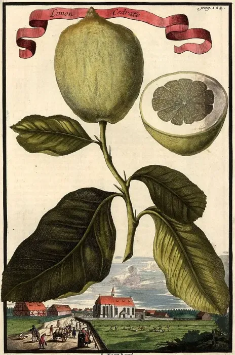 Framed Print : Citrus fruit, Limon Cedrato and St. Leonhard, Leonhardt, Nuremberg Hesperides, Nuremberg Hesperides, Hesperides Gardens, Nuremberg, Bavaria, Germany, digitally restored reproduction of an 18th century original, exact original date not known Framed Print : Citrus fruit, Limon Cedrato and St. Leonhard, Leonhardt, Nuremberg Hesperides, Nuremberg Hesperides, Hesperides Gardens, Nuremberg, Bavaria, Germany, digitally restored reproduction of an 18th century original, exact original date not known