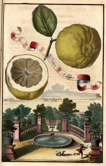 Framed Print : Citrus fruit, Pomo d Adamo and fountain in the Peller Garden, Nuremberg Hesperides, Nuremberg Hesperides, Hesperides Gardens, Nuremberg, Bavaria, Germany, digitally restored reproduction of an 18th century original, exact original date not known Framed Print : Citrus fruit, Pomo d Adamo and fountain in the Peller Garden, Nuremberg Hesperides, Nuremberg Hesperides, Hesperides Gardens, Nuremberg, Bavaria, Germany, digitally restored reproduction of an 18th century original, exact original date not known