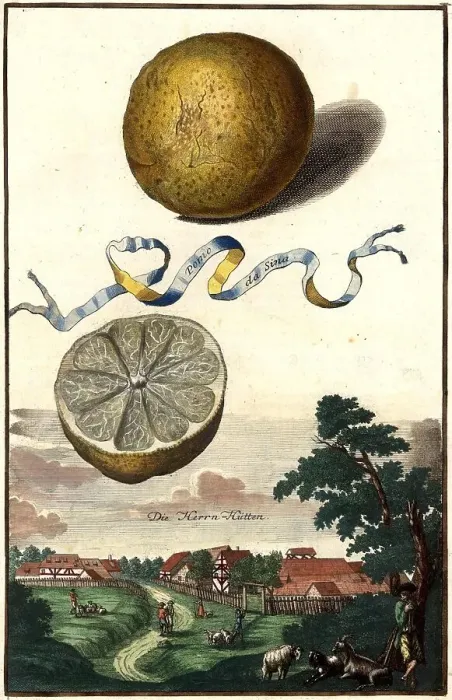 Framed Print : Citrus fruit, Pomo da Sina and Herrhuetten, Herren-Huetten, Nuremberg Hesperides, Nuremberg Hesperides, Hesperides Gardens, Nuremberg, Bavaria, Germany, digitally restored reproduction of an 18th century original, exact original date unknown Framed Print : Citrus fruit, Pomo da Sina and Herrhuetten, Herren-Huetten, Nuremberg Hesperides, Nuremberg Hesperides, Hesperides Gardens, Nuremberg, Bavaria, Germany, digitally restored reproduction of an 18th century original, exact original date unknown