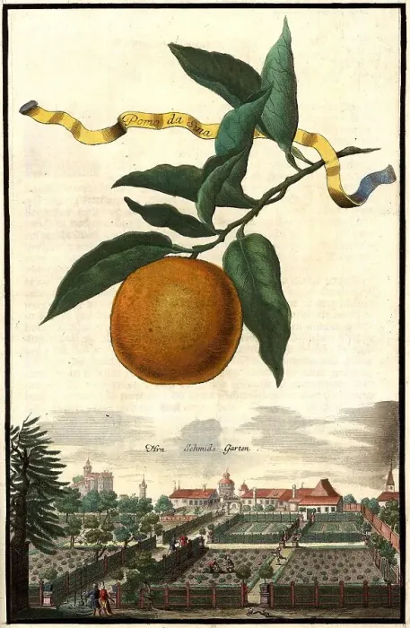 Framed Print : Citrus fruit, Pomo da Sina and the Schmids Garden, Garden of Mr Schmid, Nuremberg Hesperides, Nuremberg Hesperides, Hesperides Gardens, Nuremberg, Bavaria, Germany, digitally restored reproduction of an 18th century original Framed Print : Citrus fruit, Pomo da Sina and the Schmids Garden, Garden of Mr Schmid, Nuremberg Hesperides, Nuremberg Hesperides, Hesperides Gardens, Nuremberg, Bavaria, Germany, digitally restored reproduction of an 18th century original