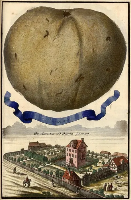 Framed Print : Citrus Fruit, Pompelmus and Castle Gibizenhof, Gibitzenhof, Nuremberg Hesperides, Nuremberg Hesperides, Hesperides Gardens, Nuremberg, Bavaria, Germany, digitally restored reproduction of an 18th century original, exact original date not known Framed Print : Citrus Fruit, Pompelmus and Castle Gibizenhof, Gibitzenhof, Nuremberg Hesperides, Nuremberg Hesperides, Hesperides Gardens, Nuremberg, Bavaria, Germany, digitally restored reproduction of an 18th century original, exact original date not known